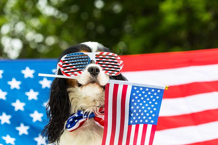 usa national dog