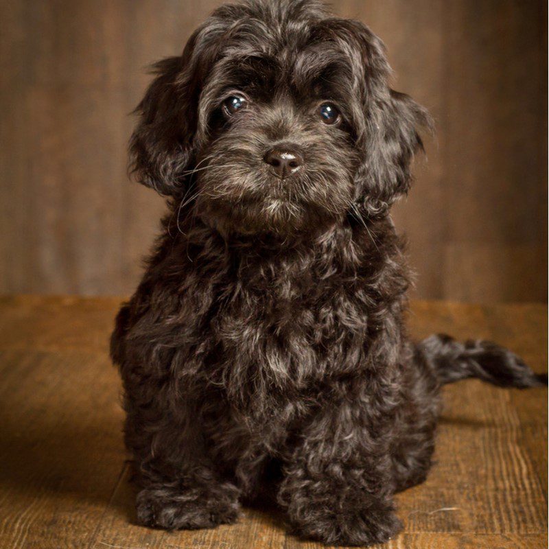 cockapoo puppies az