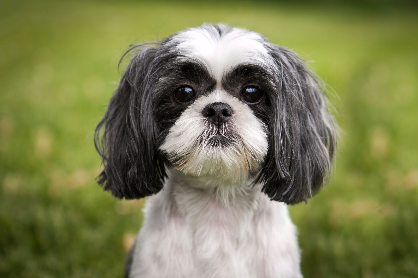 picture of a shih tzu
