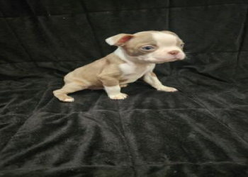 boston terrier breeders michigan