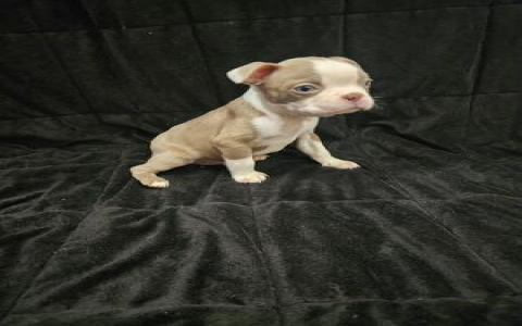 boston terrier breeders michigan