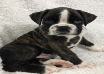 boxer breeders in ct