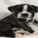 boxer breeders in ct