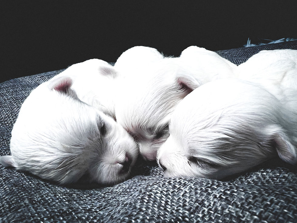 new puppies for sale