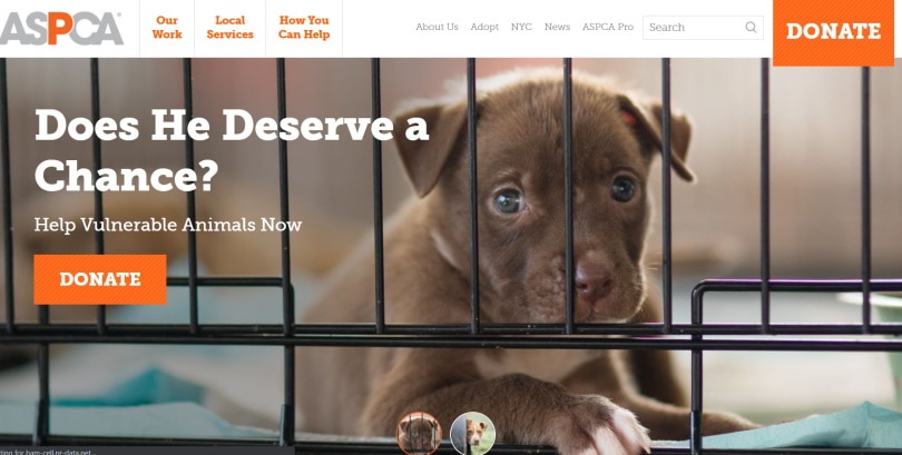 puppies websites