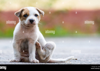 cute puppies for free