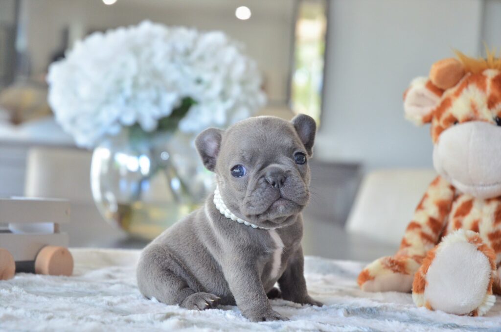 french bulldogs for sale in illinois