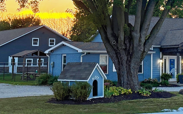 misty eyes animal center adoption