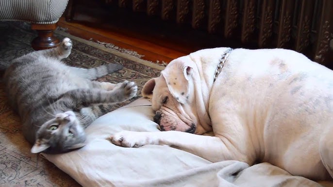 english bulldog and cats