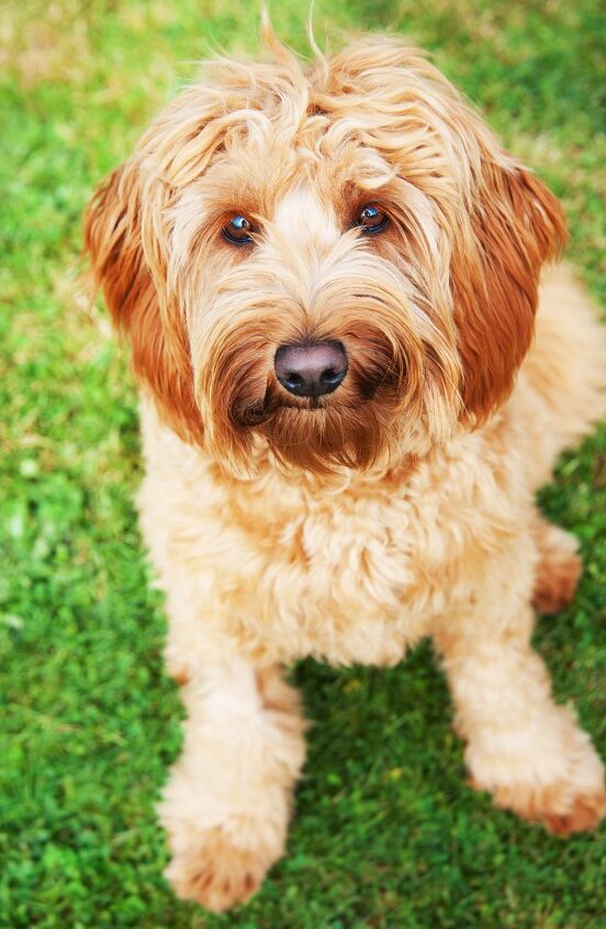 wheaten terrier and golden retriever mix