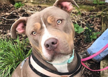 pitbull mix rescue near me