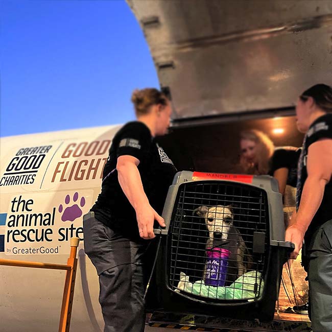 the animal rescue site by greater good