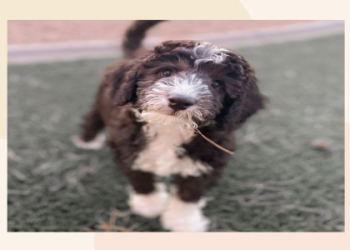 labradoodle rescue arizona