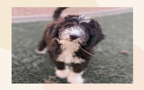 labradoodle rescue arizona