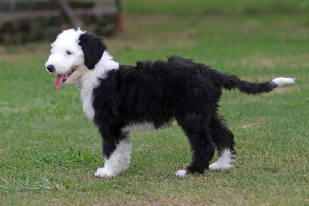 best food for sheepadoodle