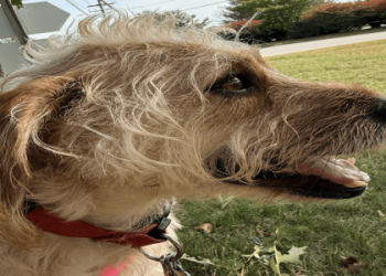 rhode island pet adoption