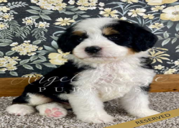 bernedoodle puppies for adoption near me