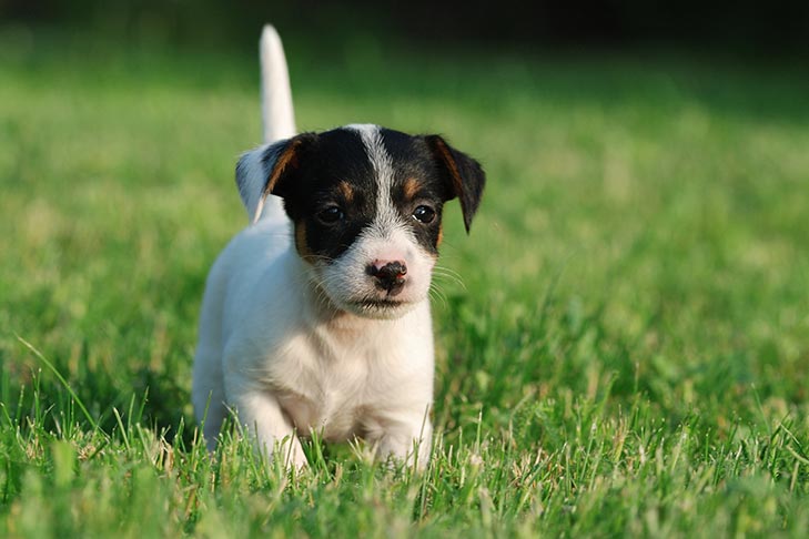 jack russell puppies for sale in florida