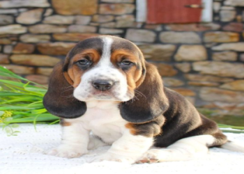 dogs for sale website