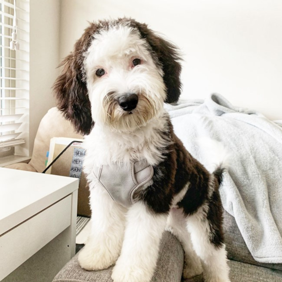 toy sheepadoodle