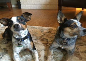 rat terrier puppies for sale in texas