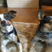 rat terrier puppies for sale in texas