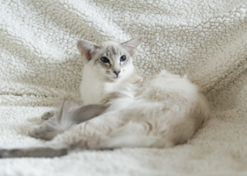 balinese kitten cost