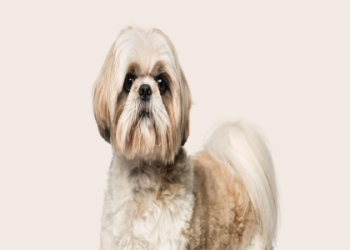 shih tzu hair care products