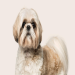 shih tzu hair care products