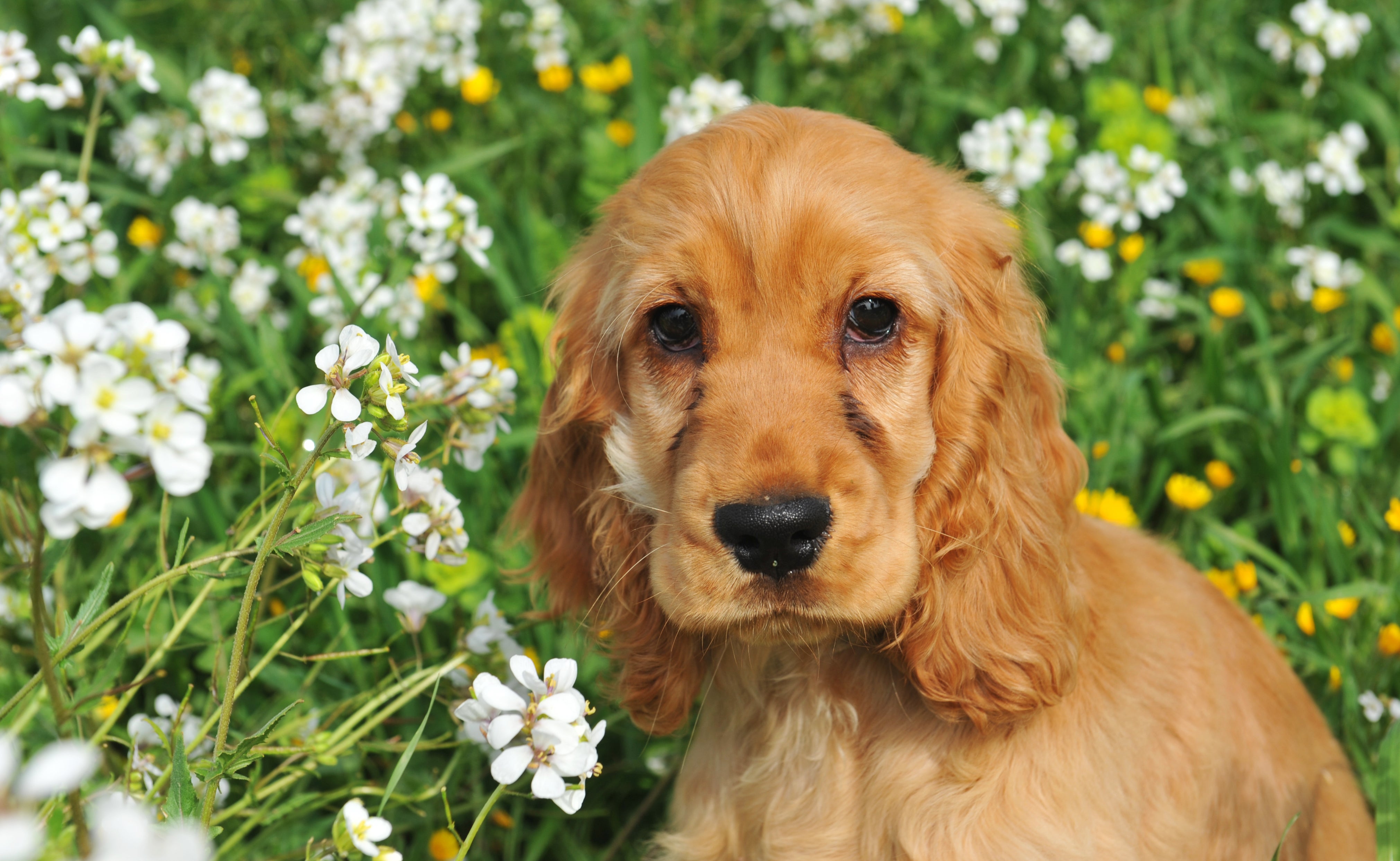 adopt a cocker spaniel near me