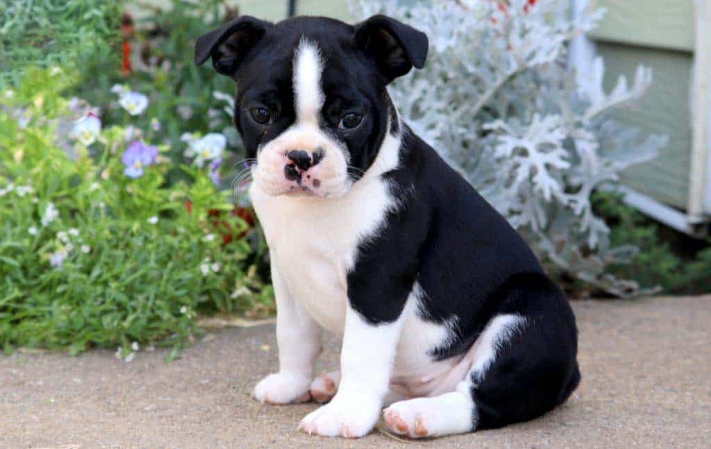 boston terrier puppies near me for sale