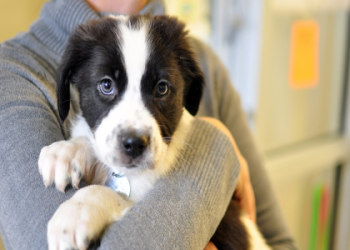 giving away puppies for free