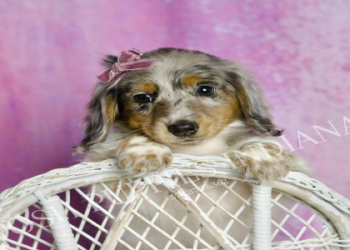 dachshund puppy for sale near me