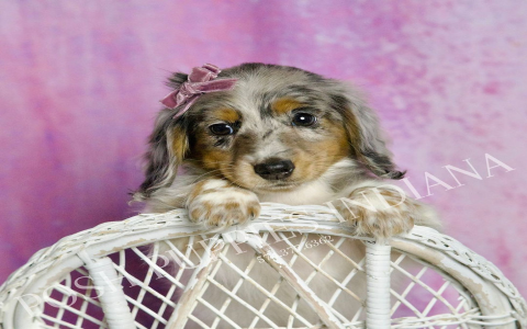 dachshund puppy for sale near me