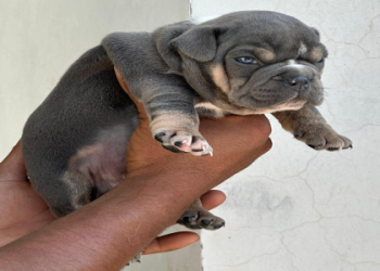 french bulldog adoption near me for free