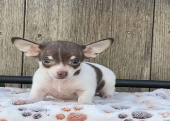 chihuahua puppies for sale in pa
