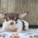 chihuahua puppies for sale in pa