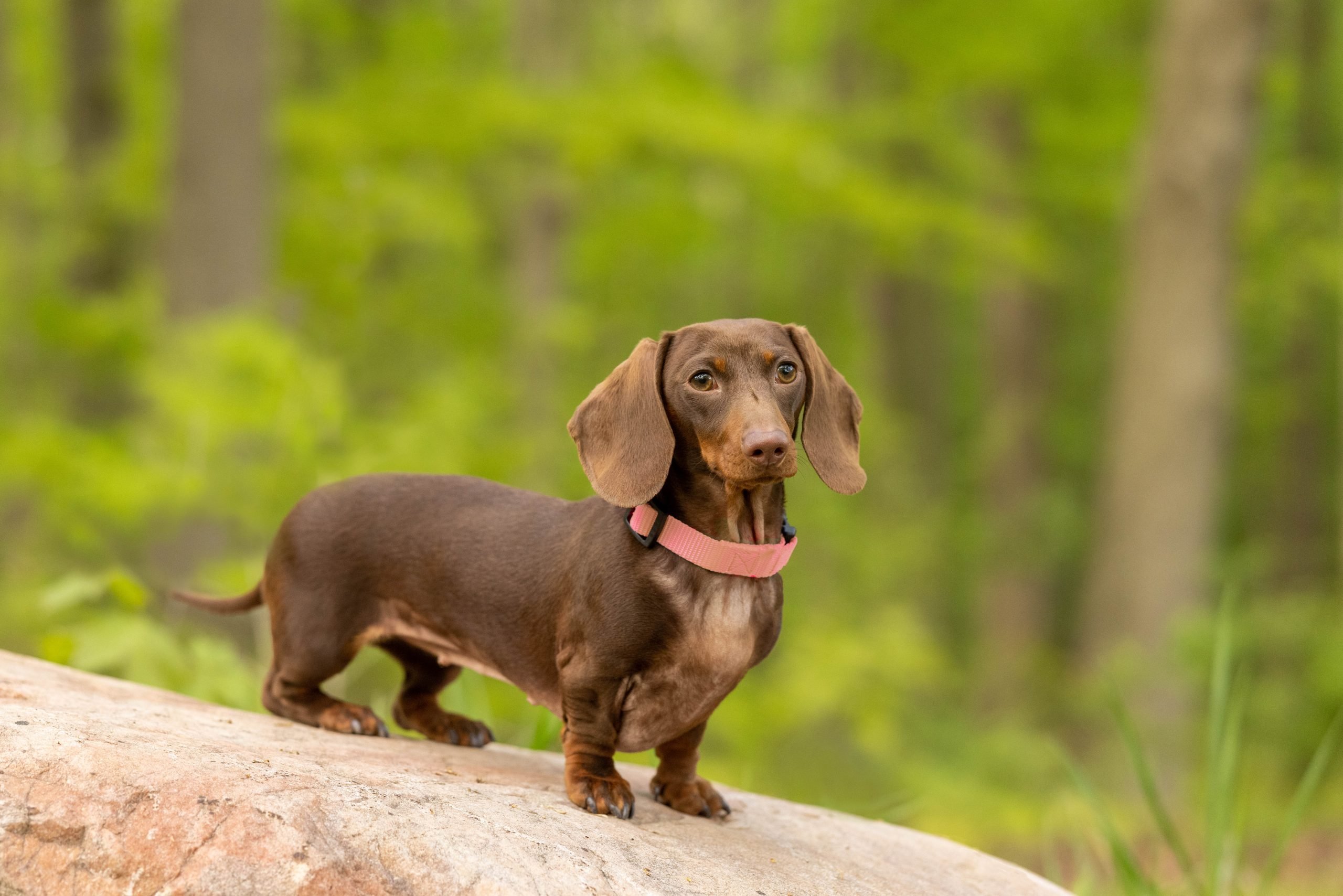 mini dachshund michigan