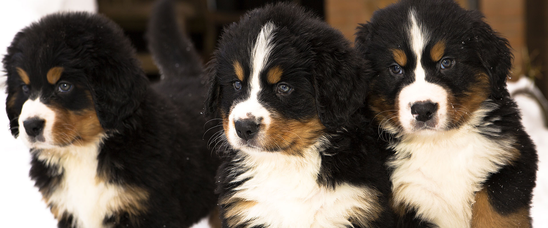 country haven puppies