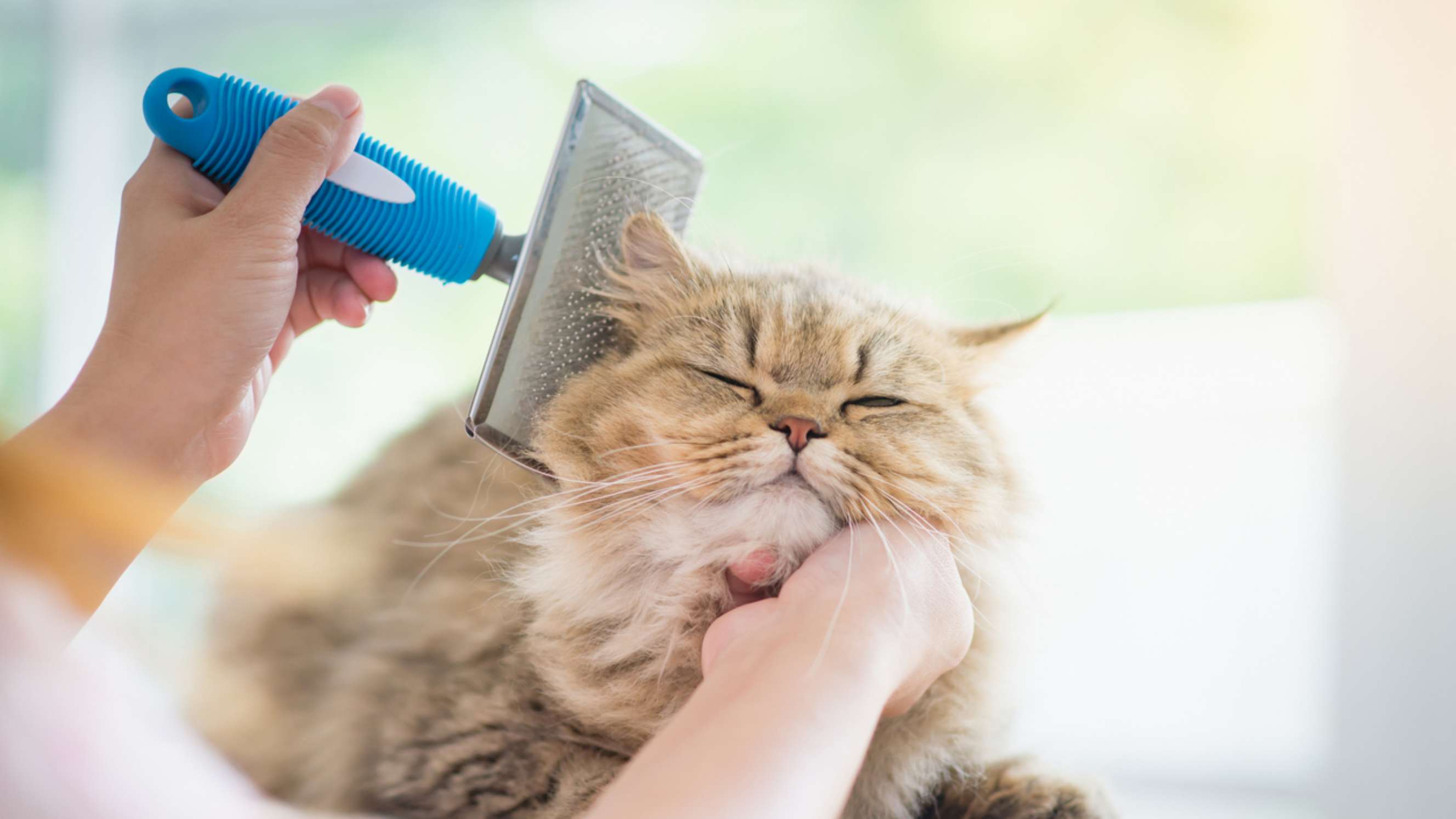 best cat groomer