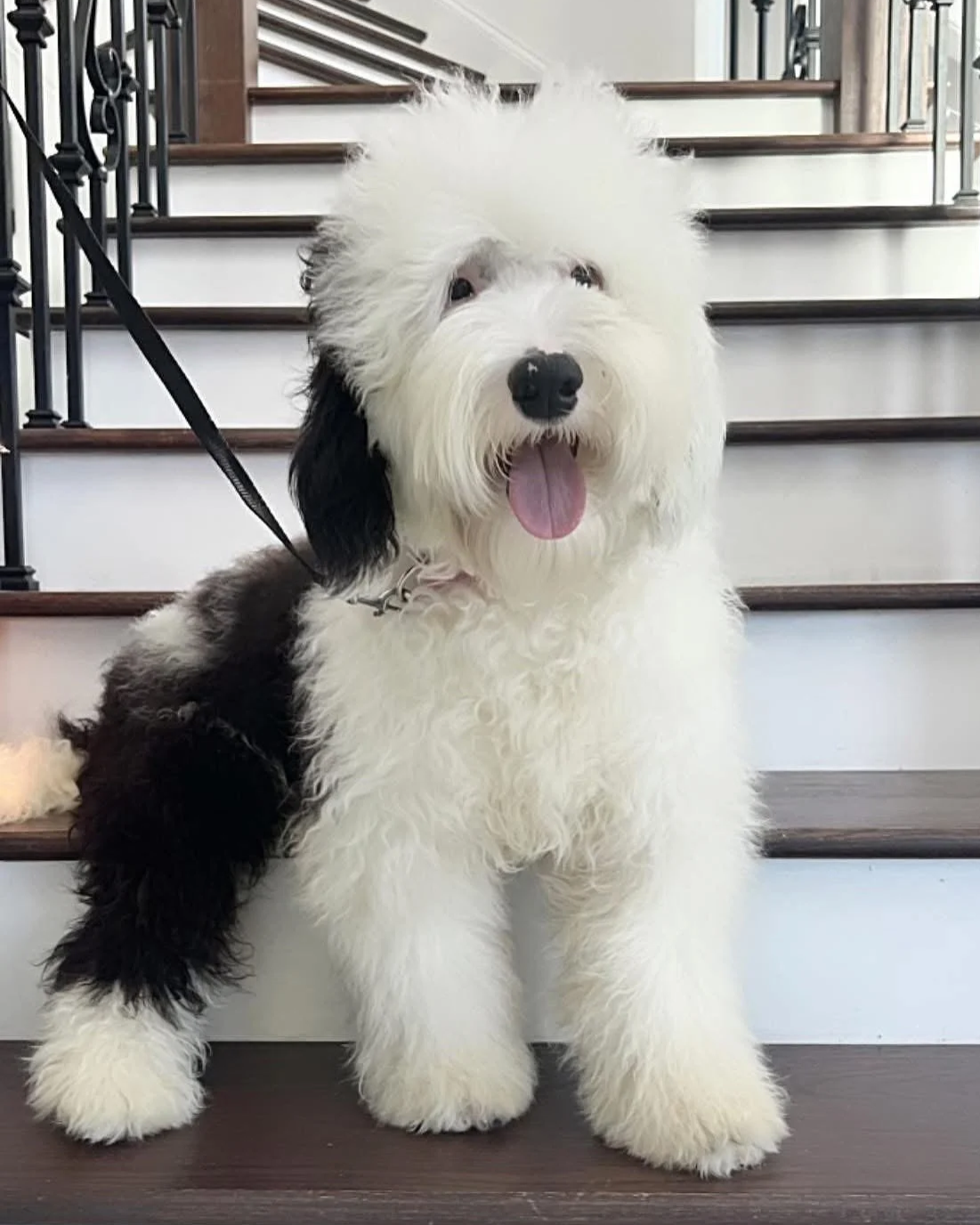 sheepadoodle near me