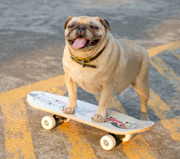 pug puppies for sale indiana