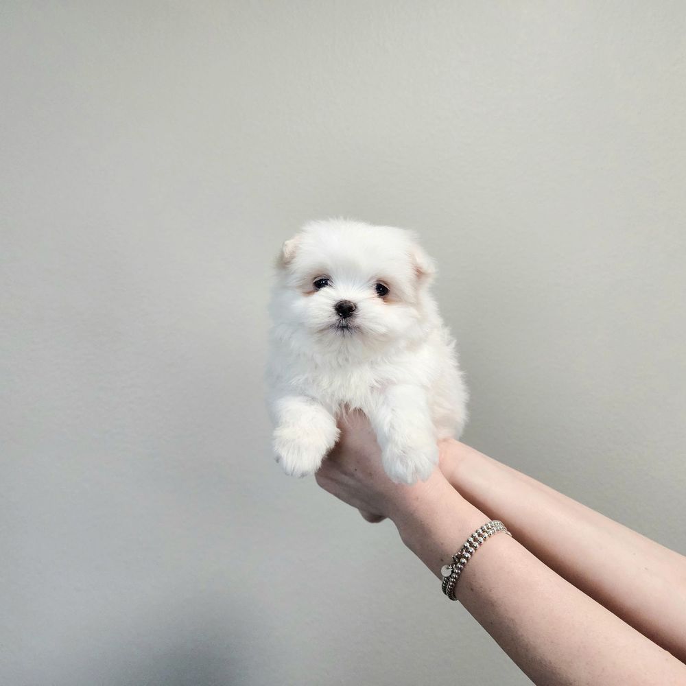 places that sell dogs