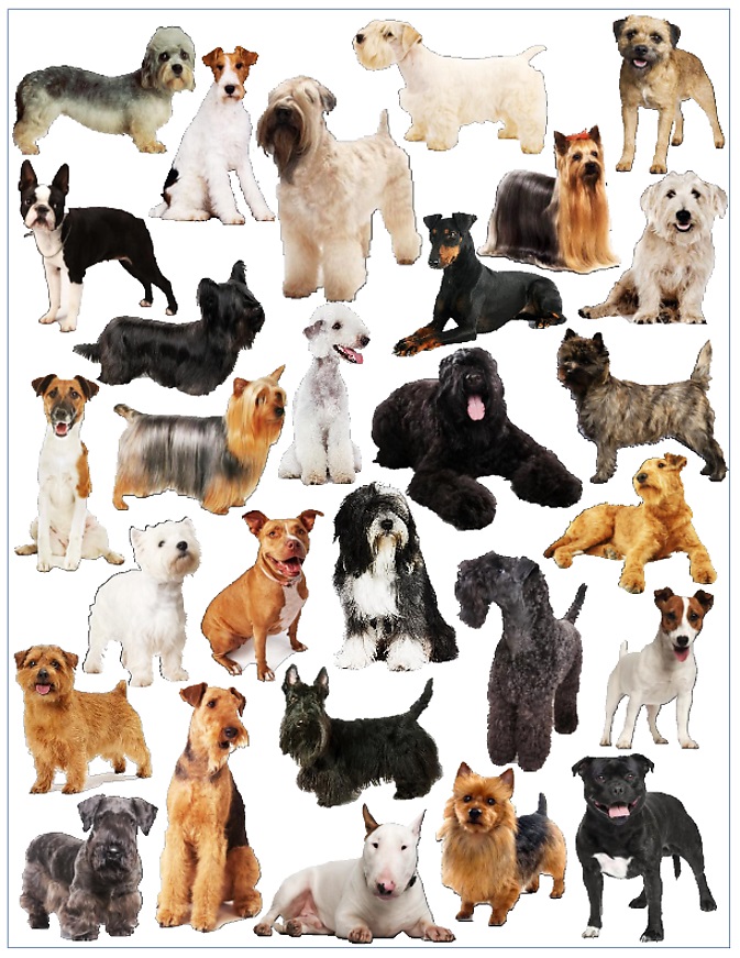 animal planet dog breed finder