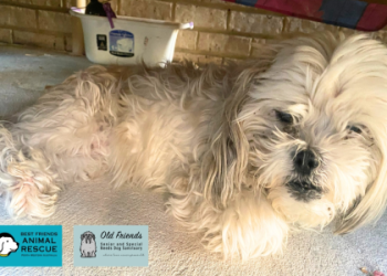 best friends dog rescue