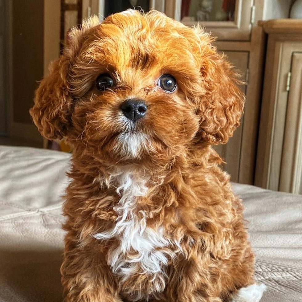 cavapoo puppies for sale under $500 in texas
