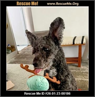 illinois poodle rescue