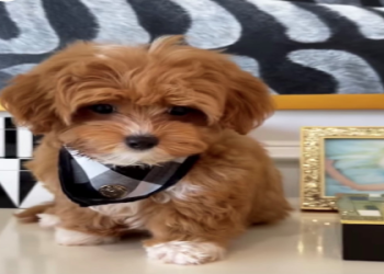 maltipoo breeders in illinois