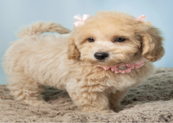 maltipoo chihuahua mix for sale