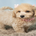 maltipoo chihuahua mix for sale